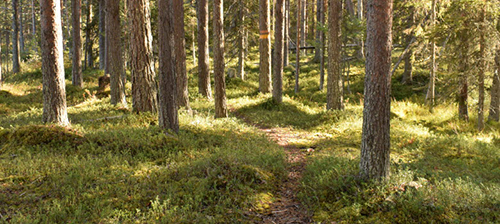 Vandringsvägar
